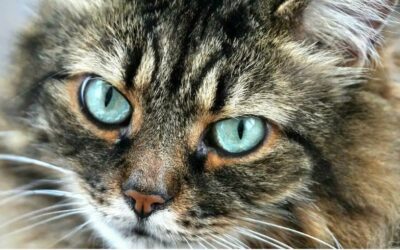 Ist die Katze gesund – freut sich der Mensch