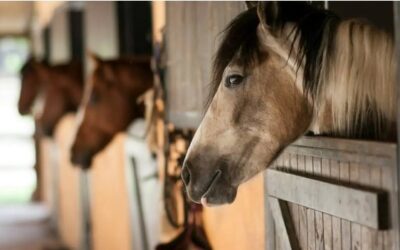 Pferd & Reiter: Weil Verantwortung nicht am Stalltor endet